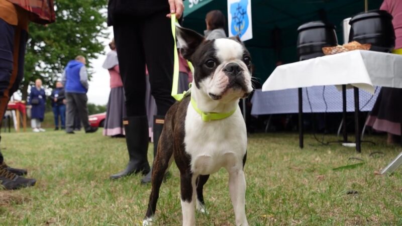 Dożynki w Gminie Suchy Dąb